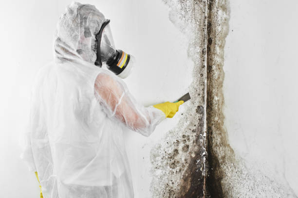 Best Local Mold Removal Service  in Bayou Gauche, LA