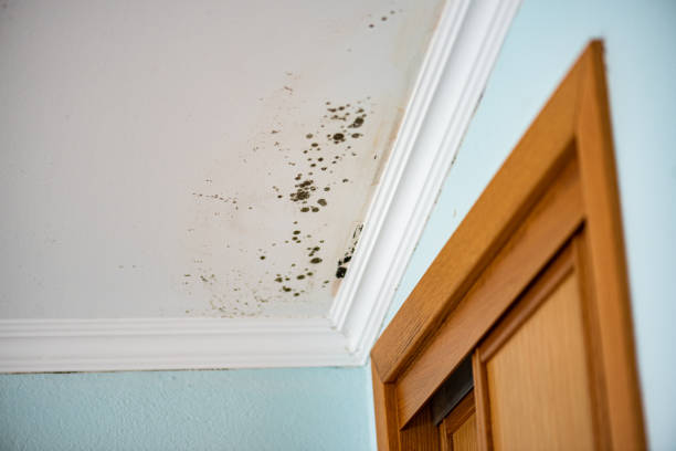 Best Emergency Mold Removal  in Bayou Gauche, LA