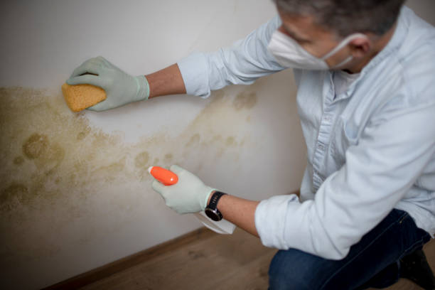 Best Professional Mold Removal  in Bayou Gauche, LA