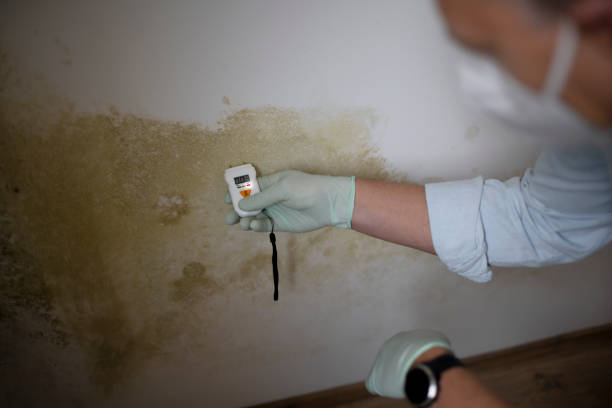 Best Mold Cleaning Services  in Bayou Gauche, LA