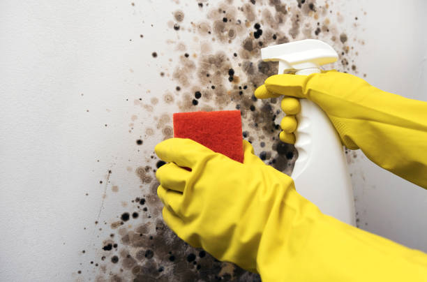 Crawl Space Mold Removal in Bayou Gauche, LA