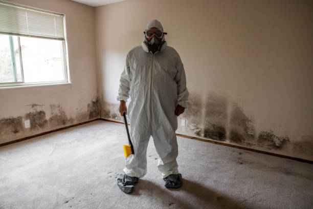 Best Black Mold Removal  in Bayou Gauche, LA