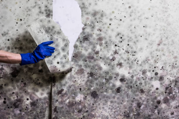 Best Mold Removal Company Near Me  in Bayou Gauche, LA